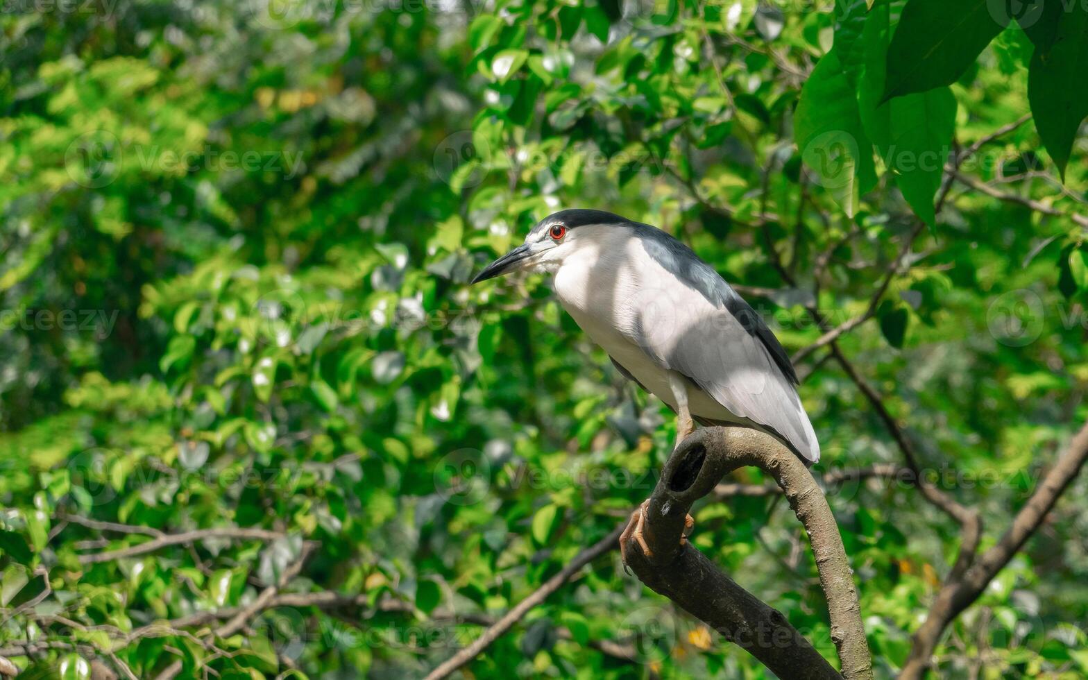 Side view of Black-crowned Night Heron sitting on the tree branch photo