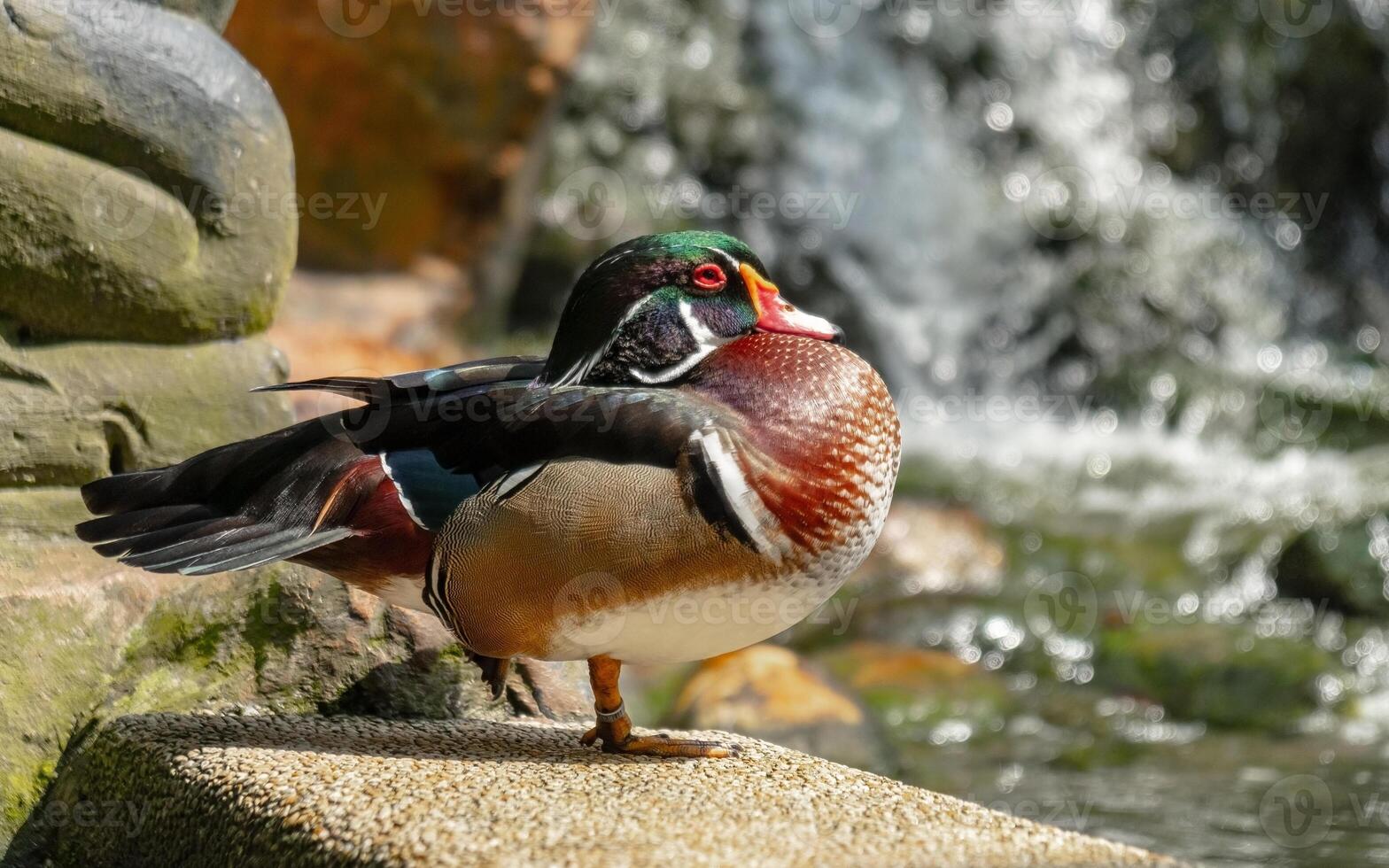 Side view of Wood Duck , Aix sponsa, also known as the Carolina Duck photo