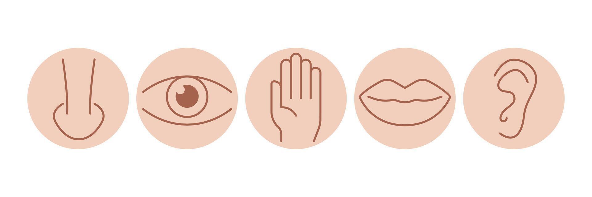 Five senses of human nervous system line icons color set. 5 five types symbols. Eye, nose, ear, hand, mouth. Sight, smell, hearing, touch, taste concept vector