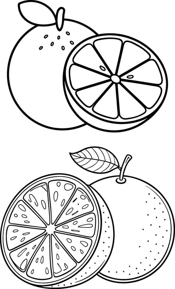 Orange fruit art for color book vector