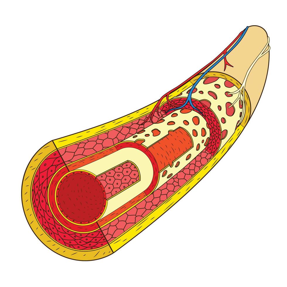 Structure of the blood vessel medical colorful scheme illustration. Educational material vector