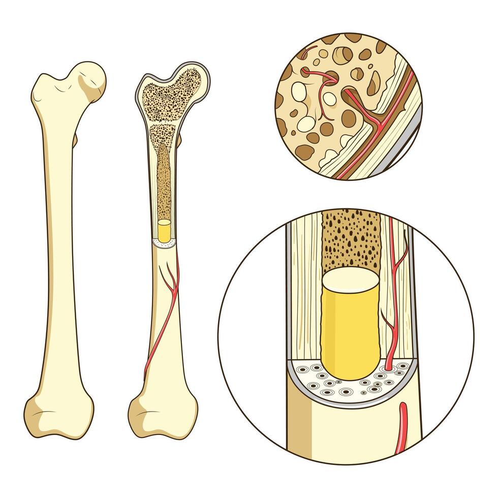 Bone structure medical educational science illustration. Bone anatomy vector