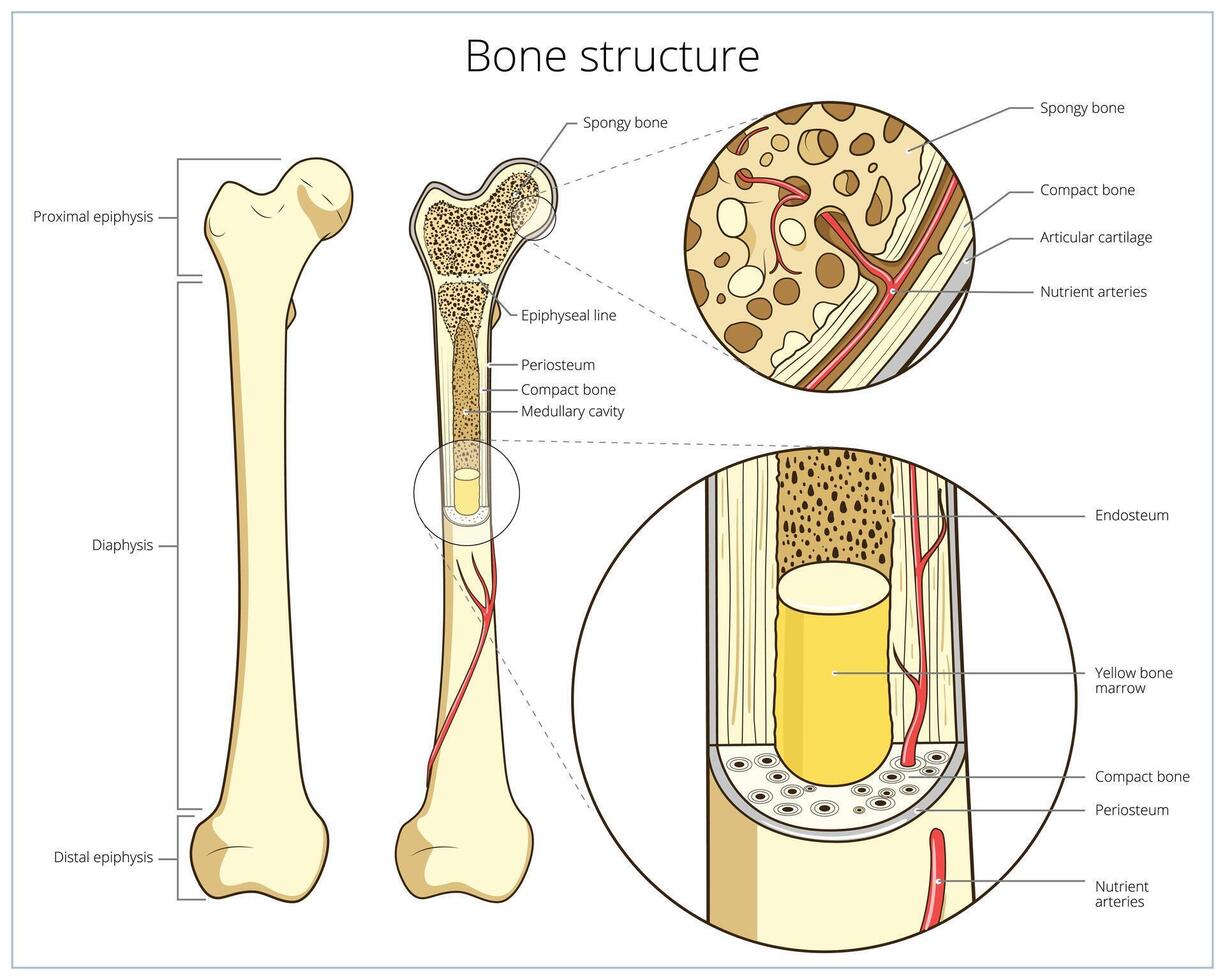 Bone structure medical educational science illustration. Bone anatomy vector
