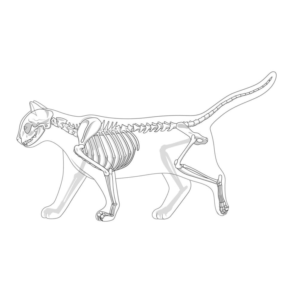 Cat skeleton veterinary illustration, cat osteology, bones vector