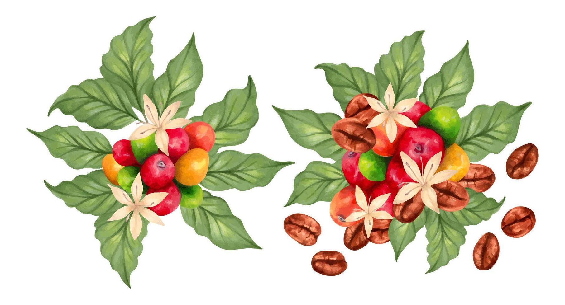 Composition of Arabica and Robusta coffee berries with coffee beans, leaves and flowers. Marker illustration in watercolor style. Coffee day. Production, harvesting. Hand drawn isolated clipart vector