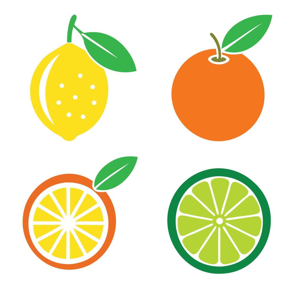 Citrus fruit illustration vector