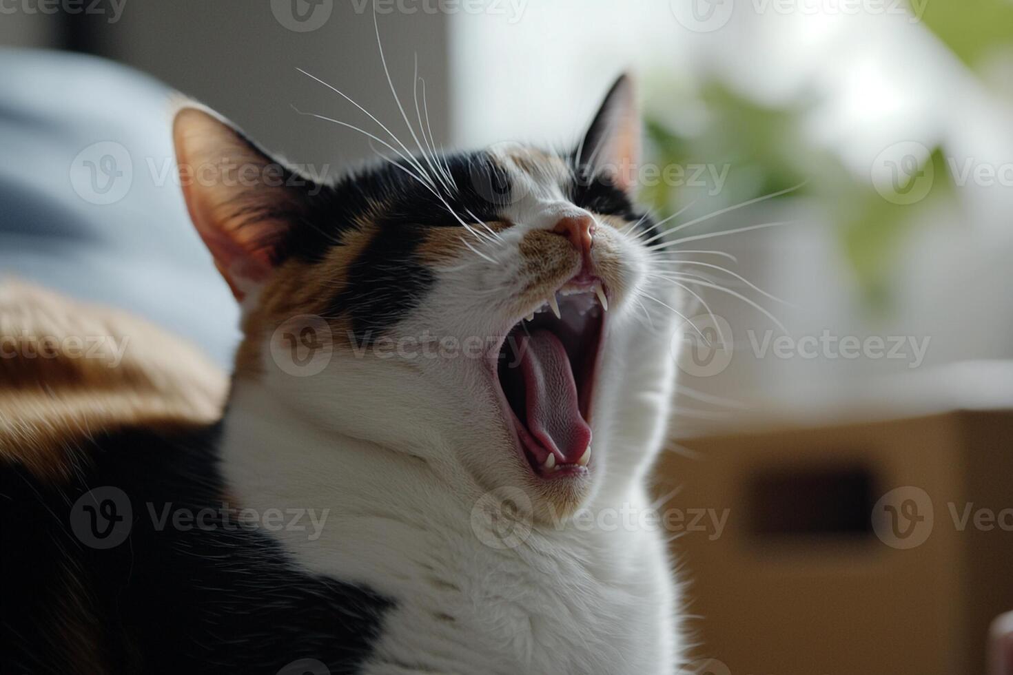 A cat yawning while sitting on a couch photo