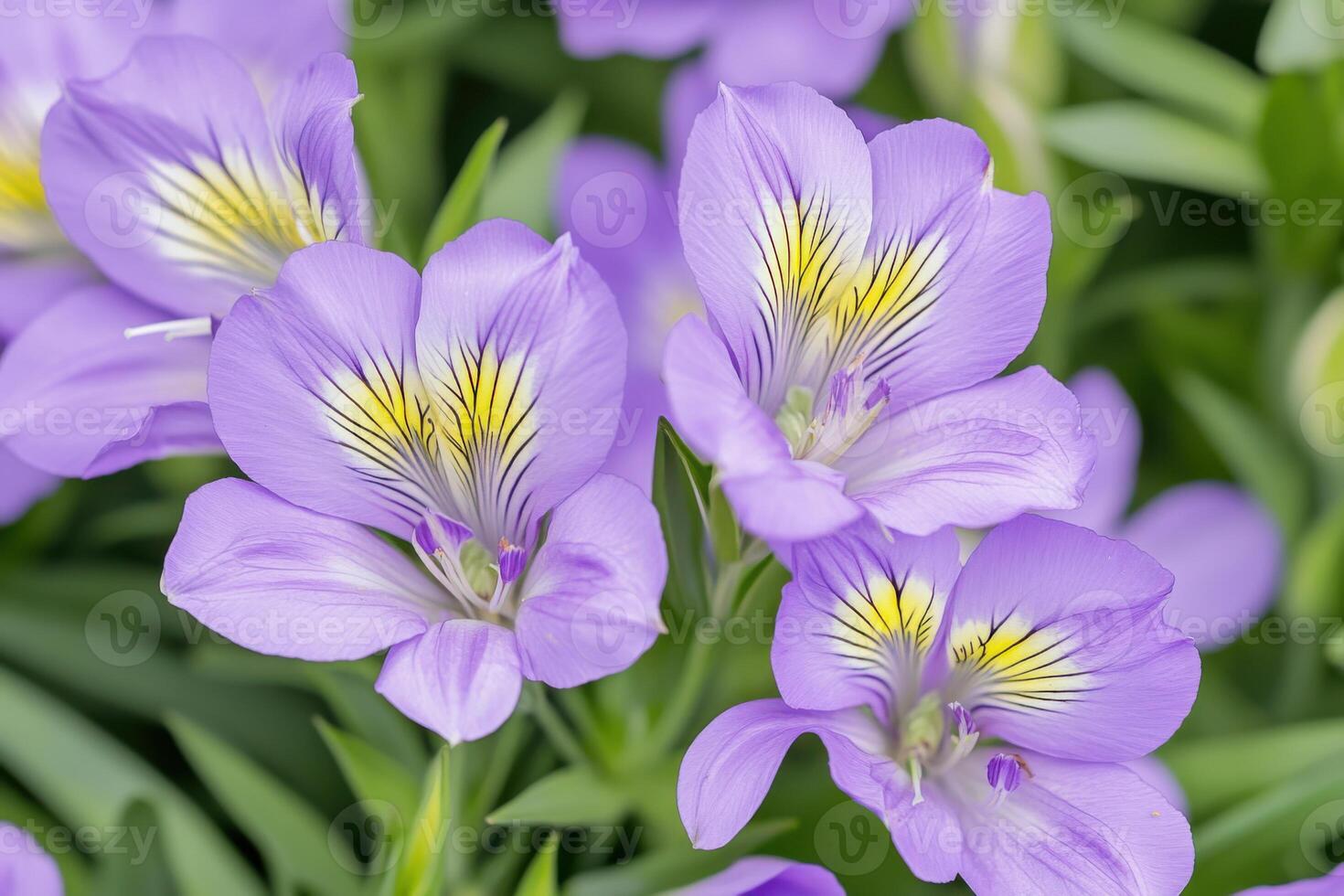 Blooming purple alstroemeria flowers create a vibrant field in a tranquil setting on a summer morning photo