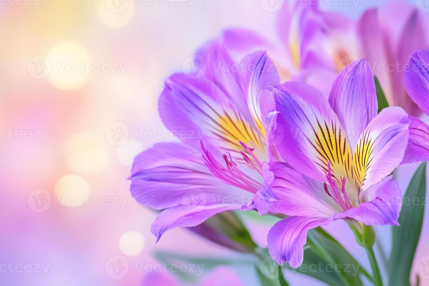 Close-up view of vibrant purple Alstroemeria flowers illuminated by natural light with a soft bokeh background photo
