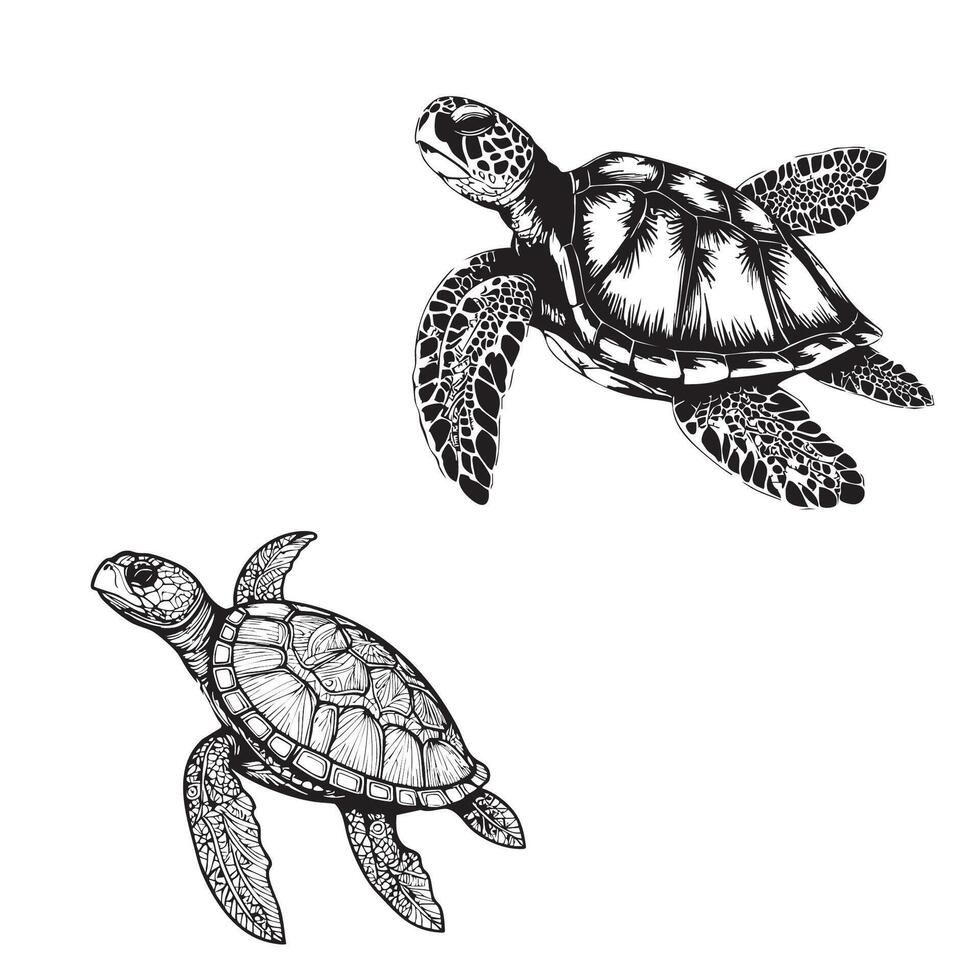 two turtle black coloring vector