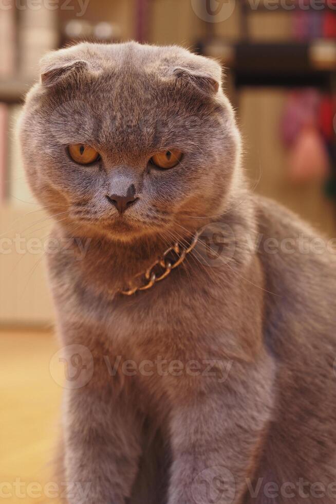 A Regal Gray Cat with a Charming and Captivating Expression on its face photo