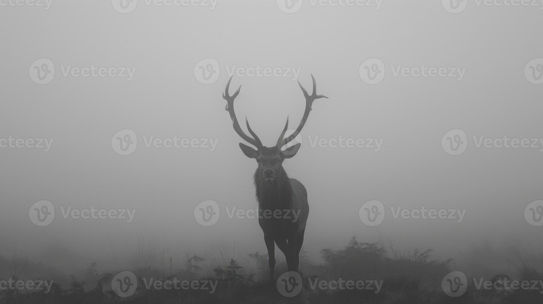 Majestic Red Deer Buck Standing in Foggy Forest photo
