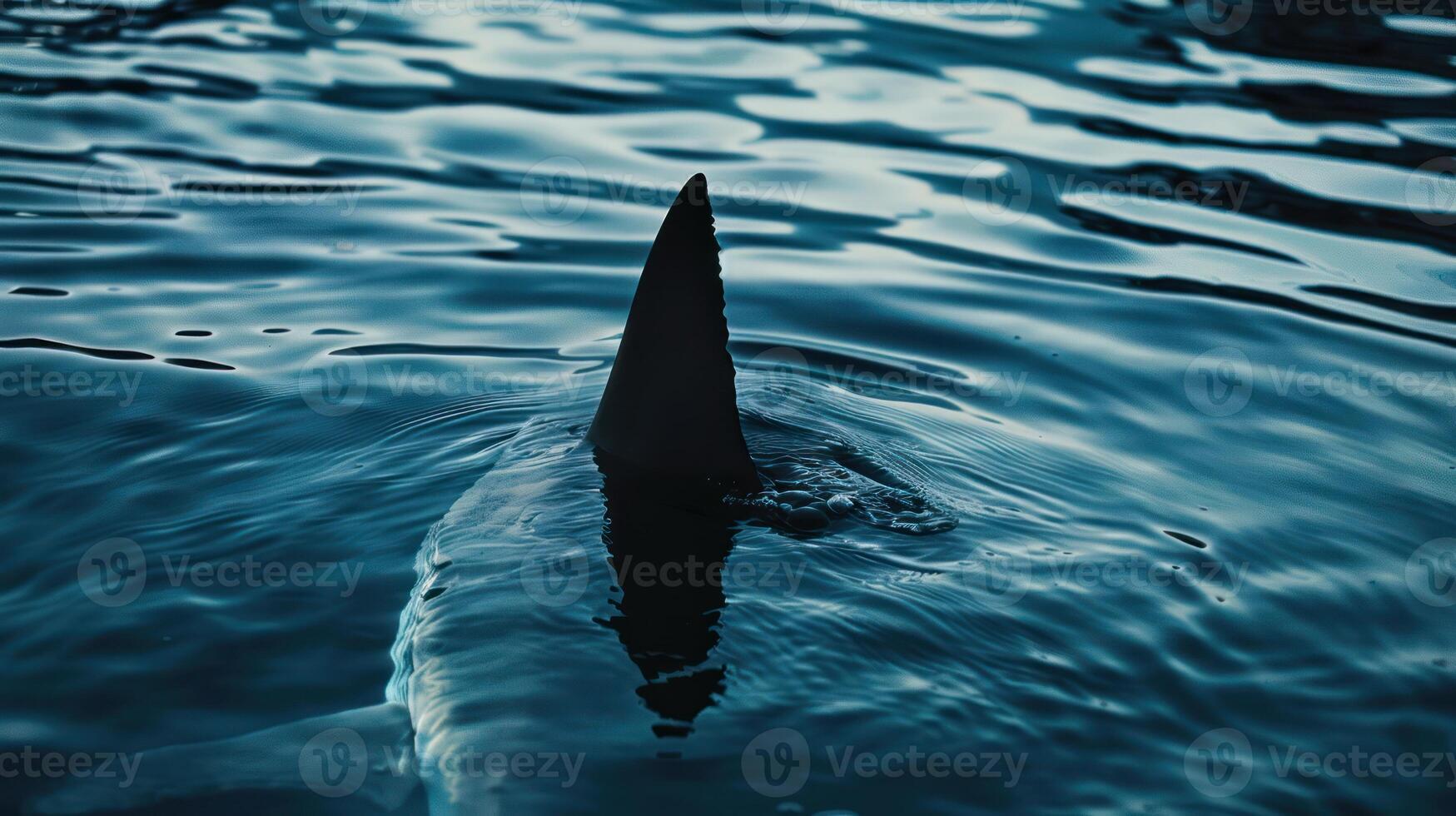 A Shark Fin Breaking the Surface of Calm Water photo