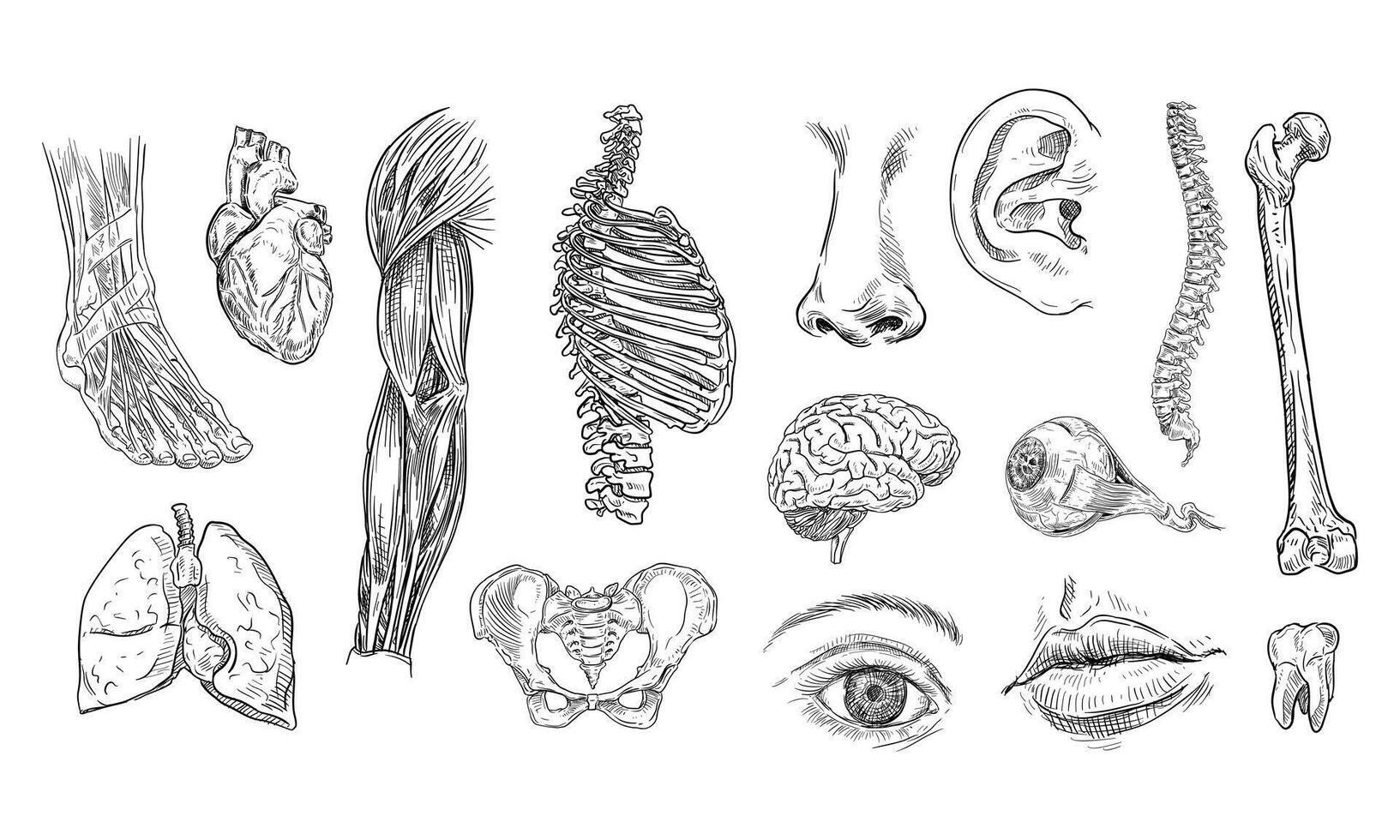 human anatomy handdrawn collection vector