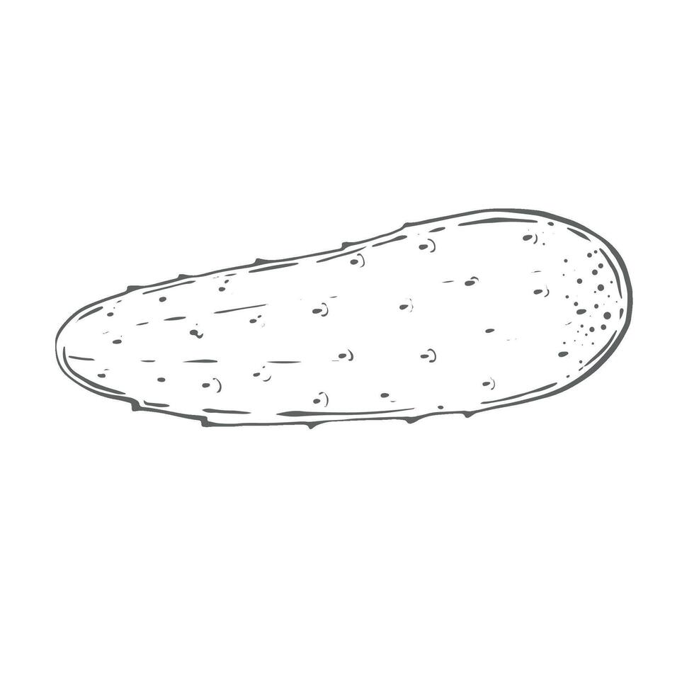 Green fresh cucumber, whole, small. Watercolor High quality illustration on white background Can be used in menus, recipes, salads, cooking, dish ingredients Harvest, vegetable from the garden, farm. vector