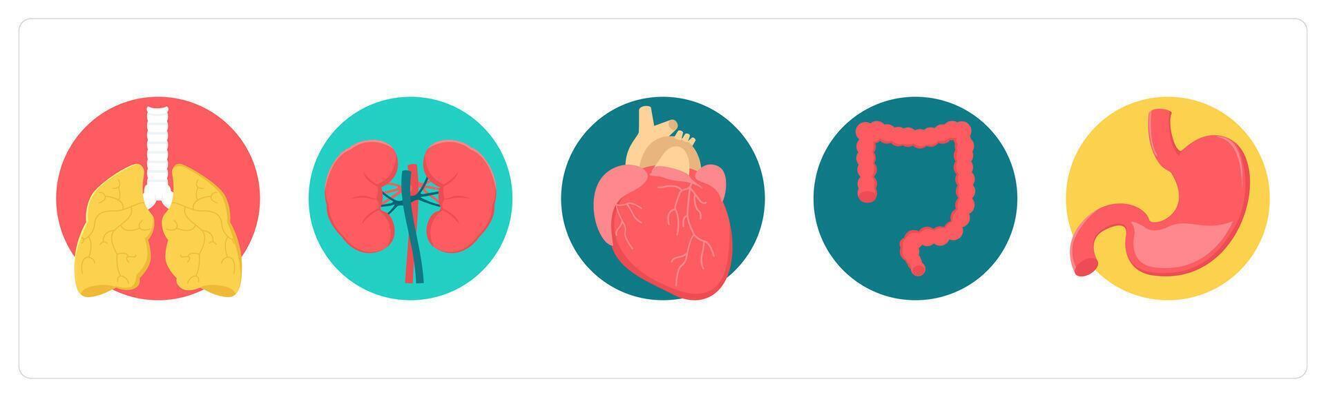 A set of 5 medical icons as lungs, kidneys, heart vector