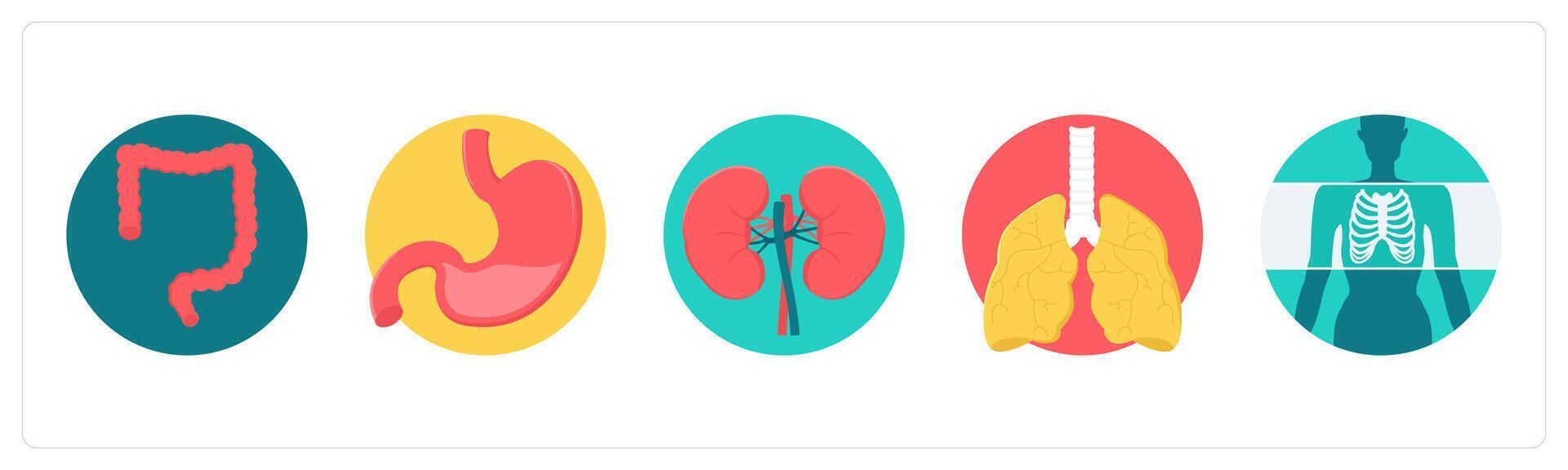 A set of 5 medical icons as intestine, stomach, kidneys vector