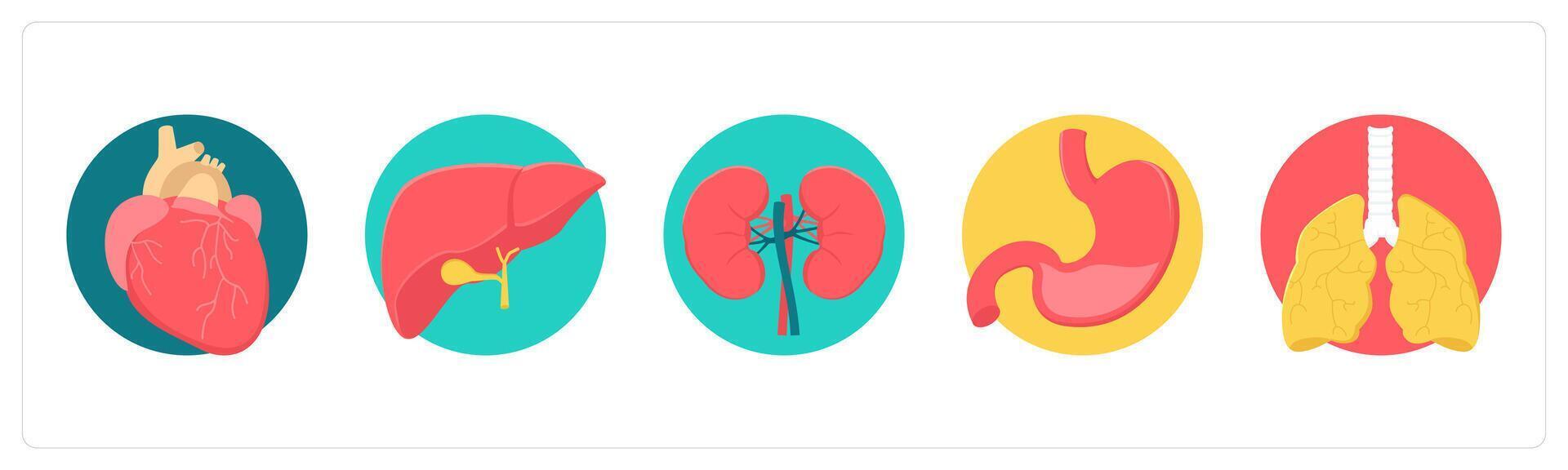 A set of 5 medical icons as heart, liver, kidneys, stomach vector