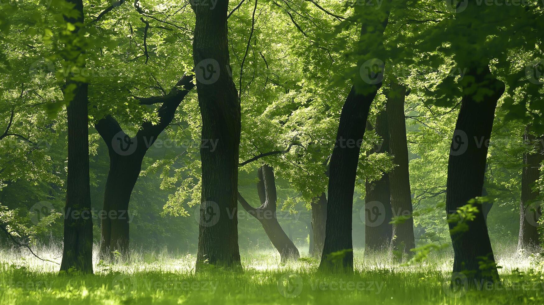 A green forest with trees and grass photo