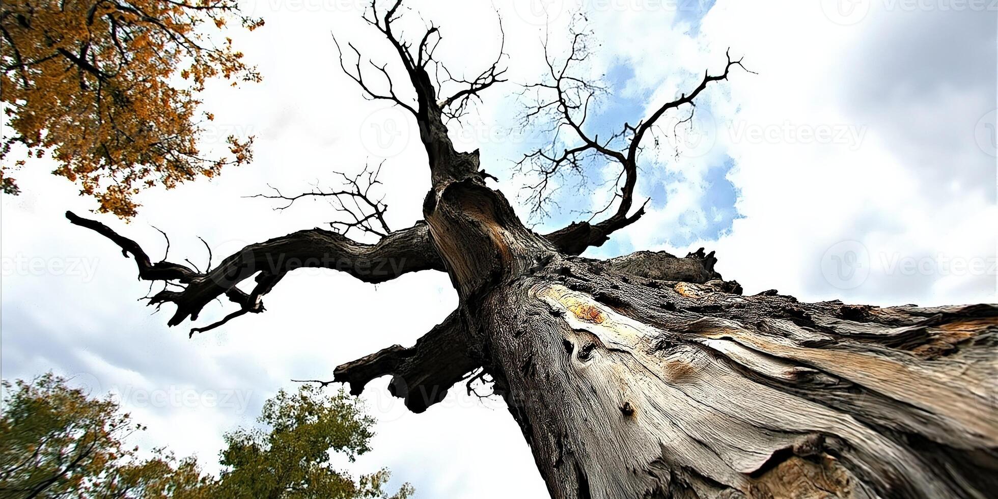 Ancient tree against a cloudy sky photo