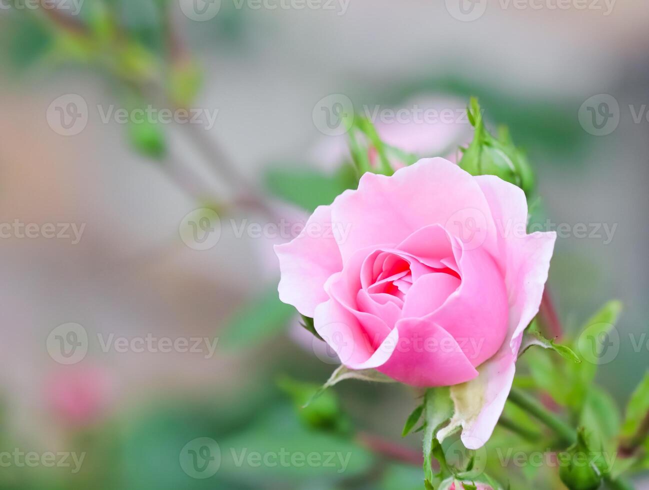 Soft pink rose Bonica with buds in the garden. Perfect for background of greeting cards for birthday, Valentine's Day and Mother's Day photo