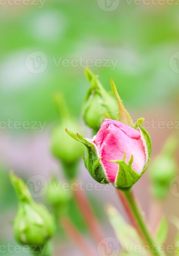 Soft pink rose Bonica with buds in the garden. Perfect for background of greeting cards for birthday, Valentine's Day and Mother's Day photo