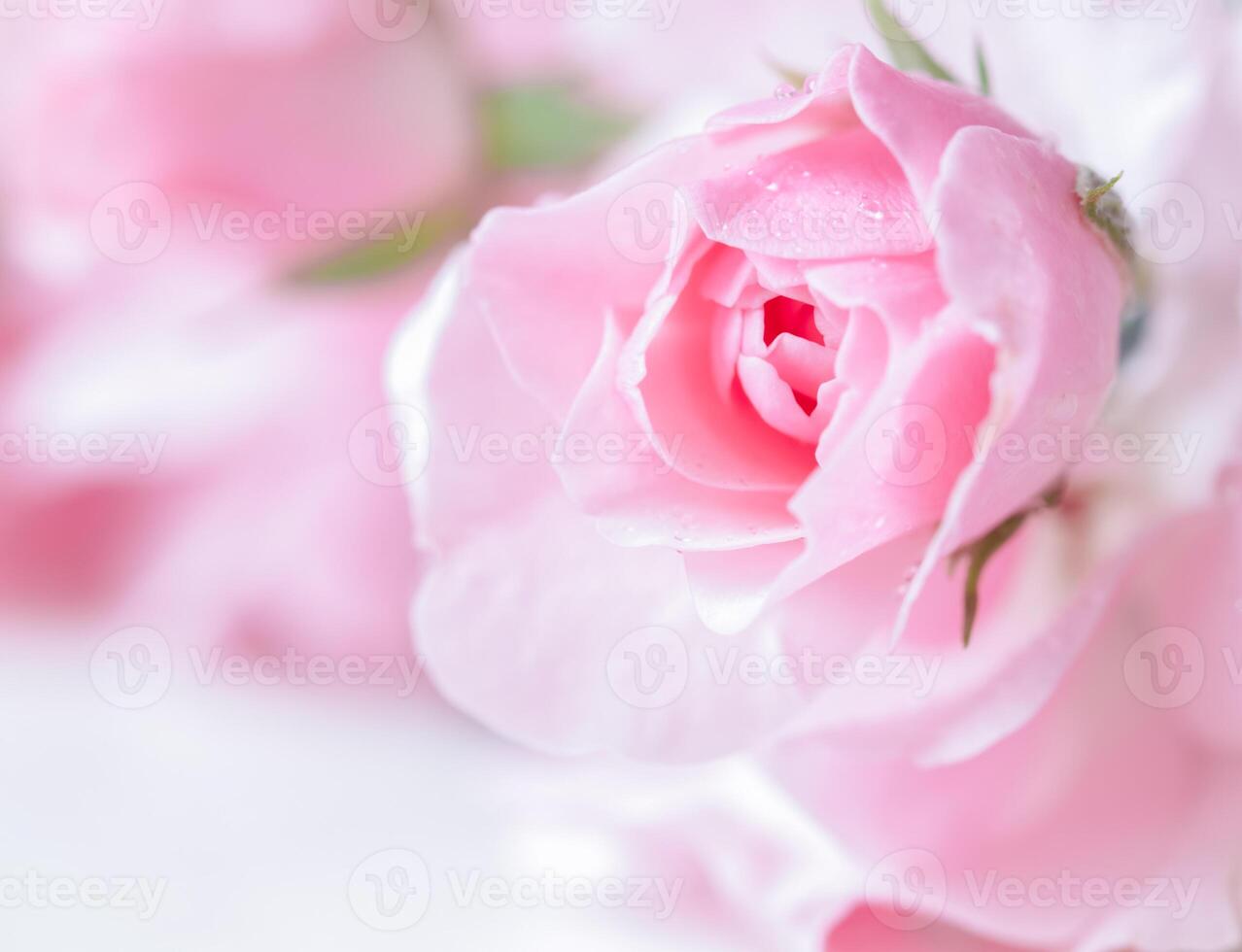 Beautiful pink rose with water drops. Can be used as background. Soft focus. Romantic style photo
