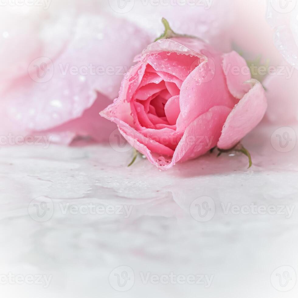 Beautiful pink rose with water drops on white marble. Can be used as background. Soft focus. Romantic style photo