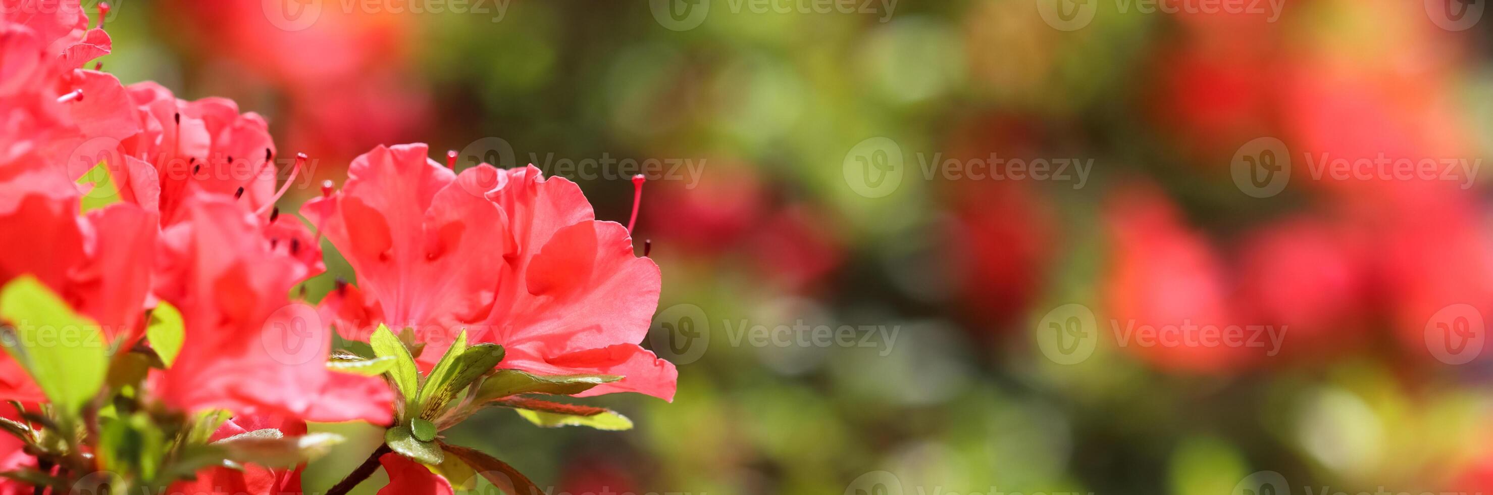 Opening of beautiful red azalea flower in spring garden. Floral background photo