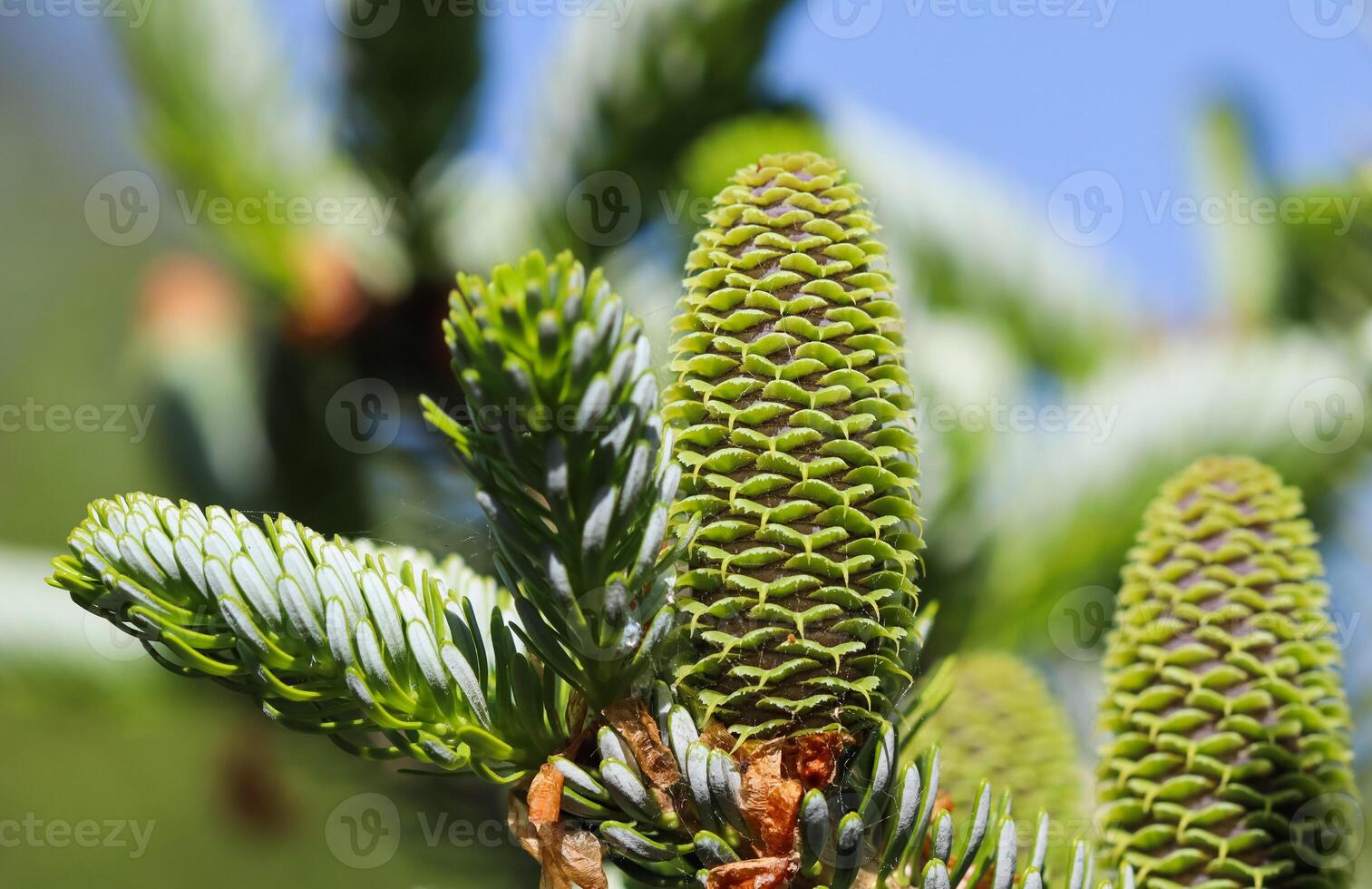 A branch of Korean fir with young cones in spring garden photo