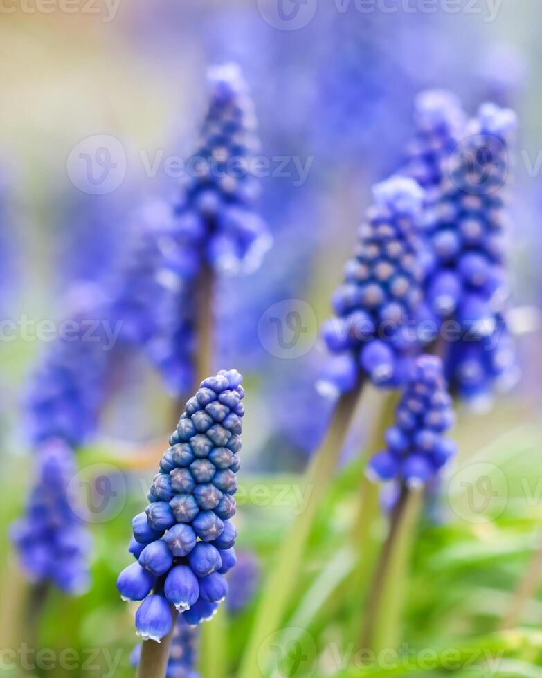 Blue buds flowers Muscari armeniacum or Grape Hyacinth photo