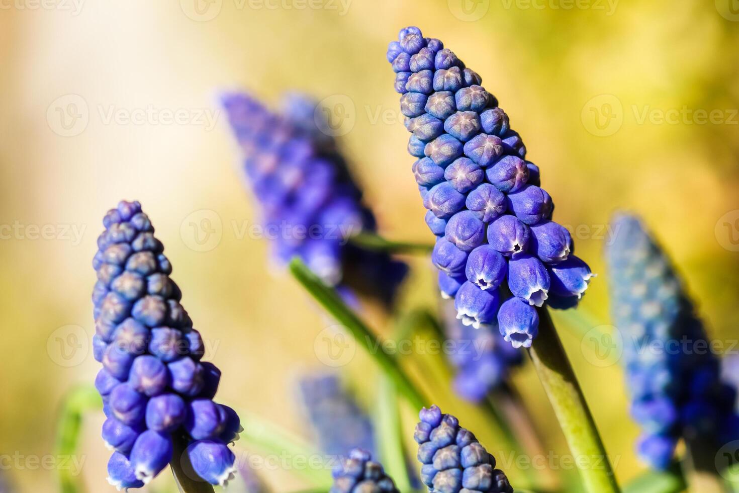 Blue buds flowers Muscari armeniacum or Grape Hyacinth photo