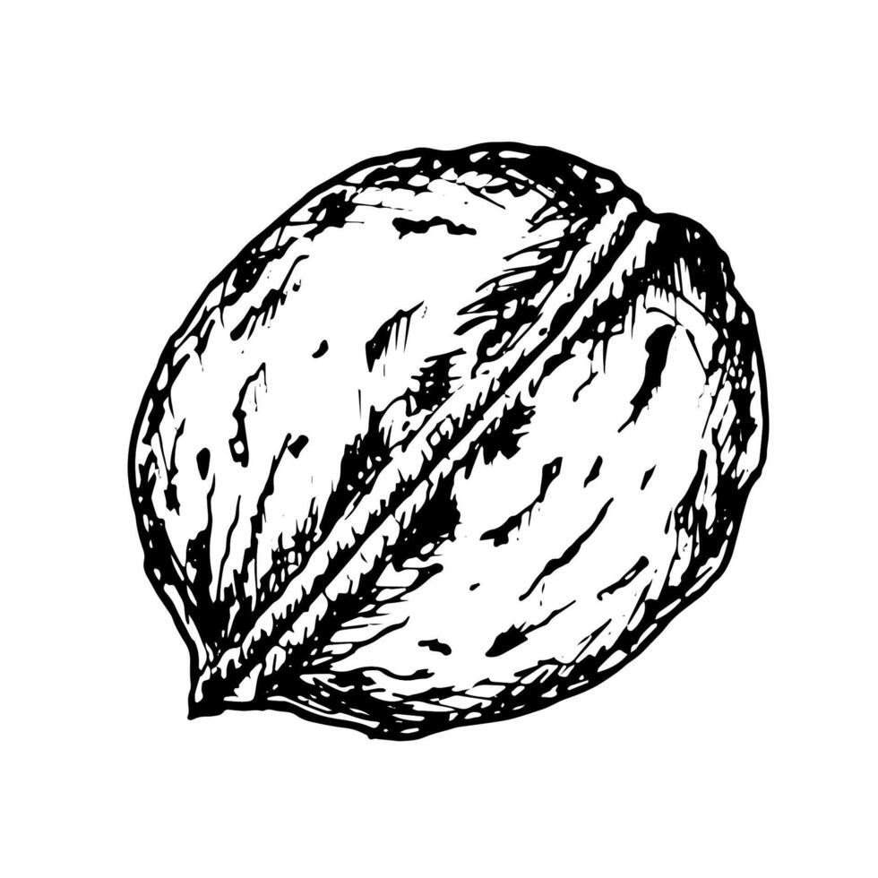 Hand drawn illustration of walnut drawn with ink lines. Black and white detailed sketch of a whole walnut with textured shell. Perfect for food design, packaging or natural product branding. vector