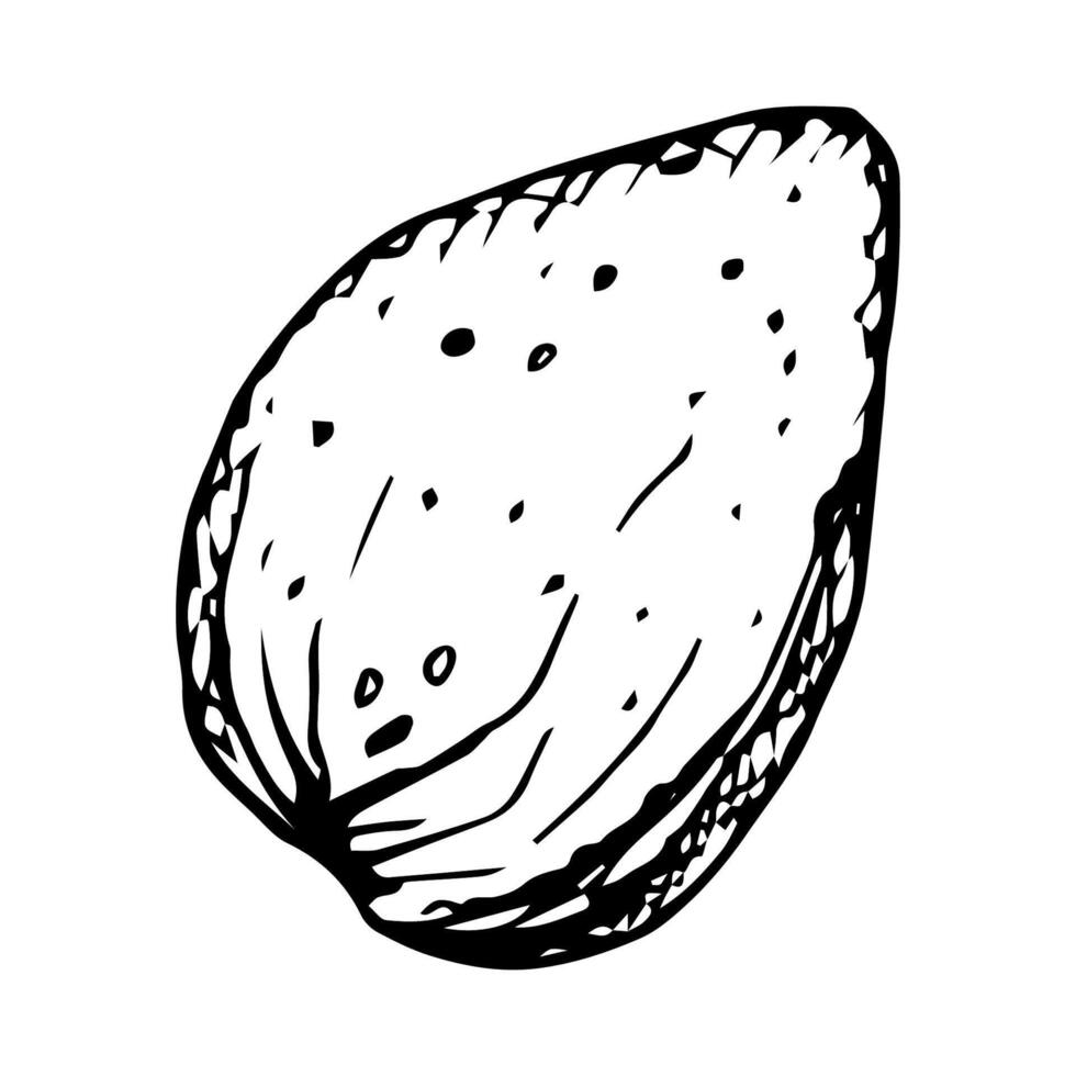 clipart of whole almond. Hand drawn sketch in black ink. Monochrome illustration of nut is perfect for cooking, botanical ingredients, menu, recipe book, bakery packaging and natural cosmetics vector