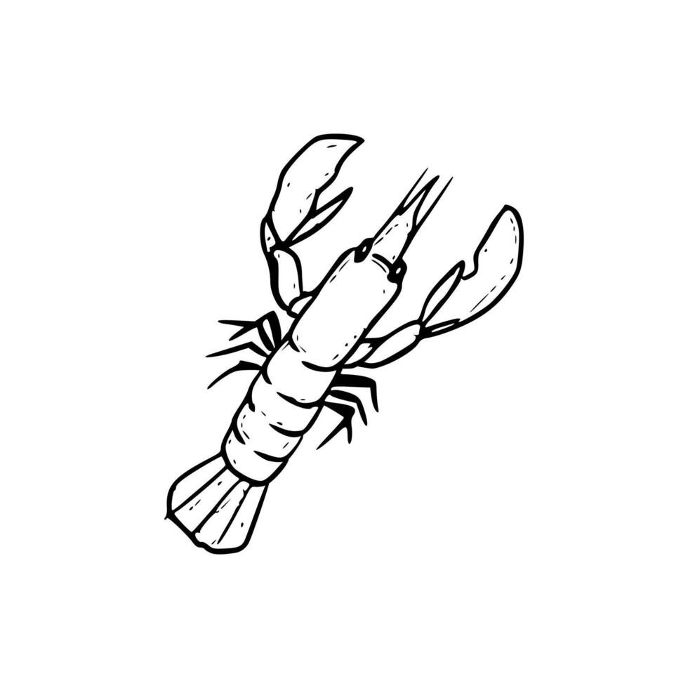 A drawing of a lobster on a white background vector