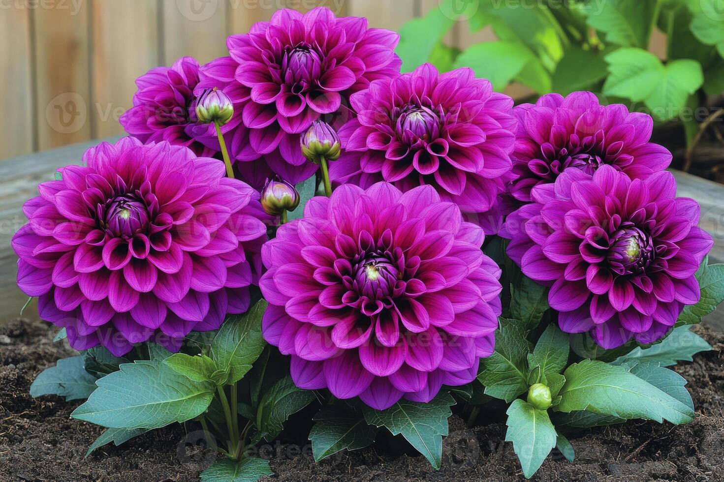 Purple dahlia flowers blooming in garden pot photo
