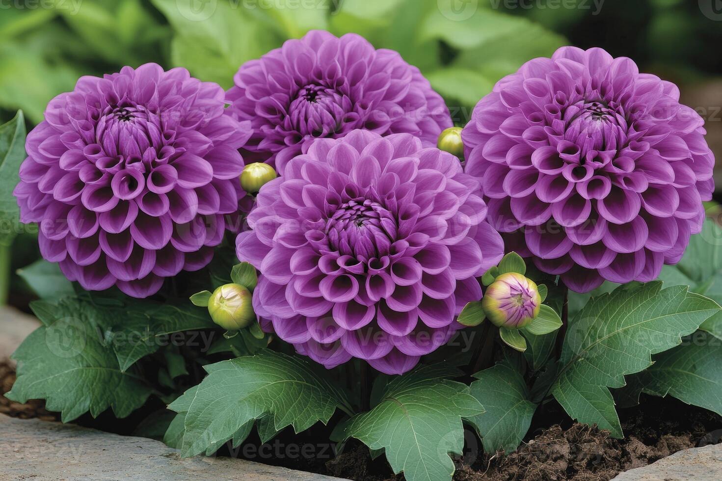 Vibrant purple dahlia flowers blooming in garden photo