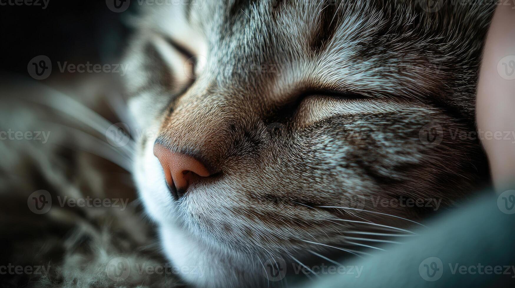 Tabby cat sleeping peacefully, close-up on nose and whiskers photo