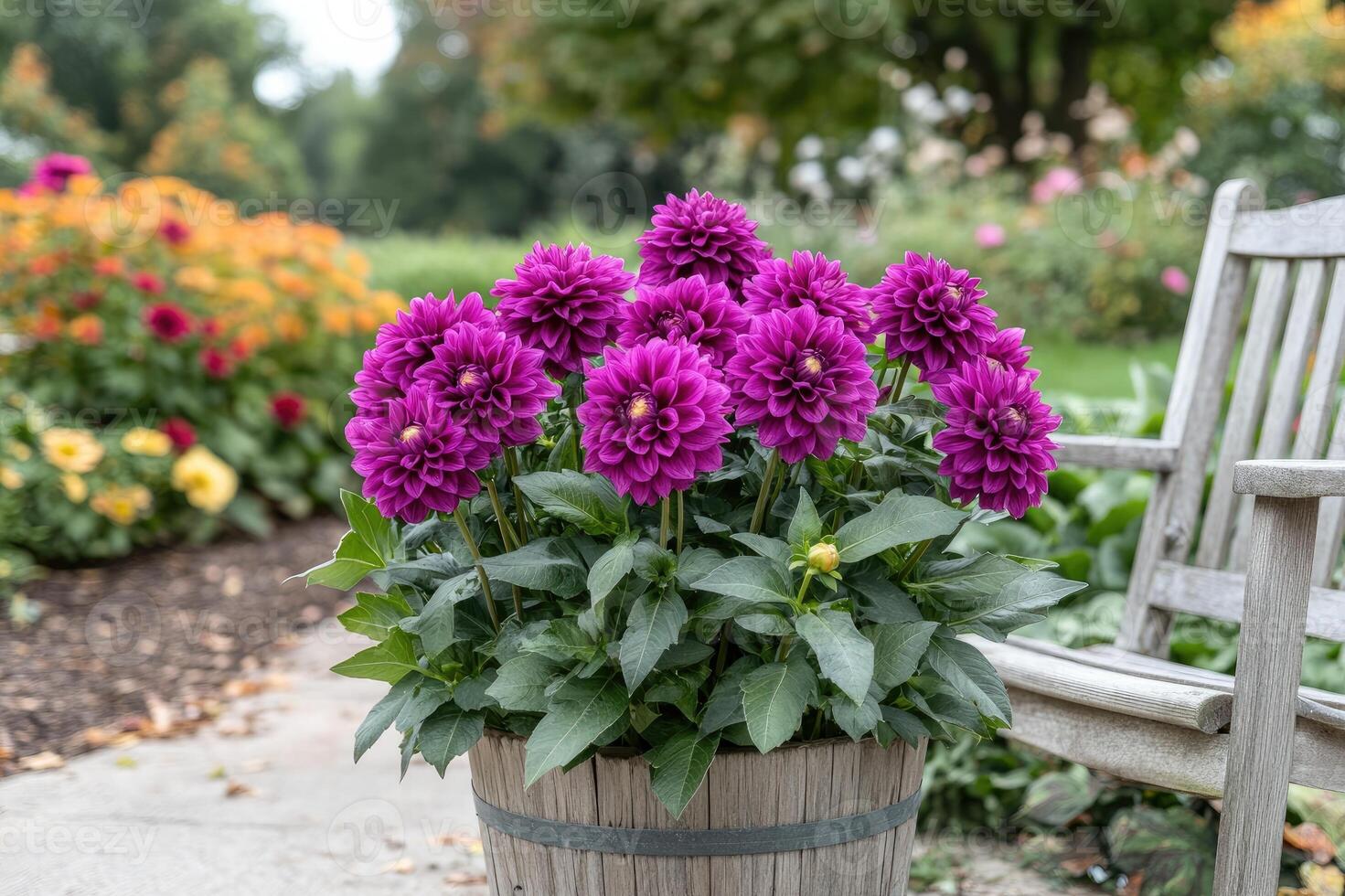 Purple dahlia flowers blooming in garden pot photo