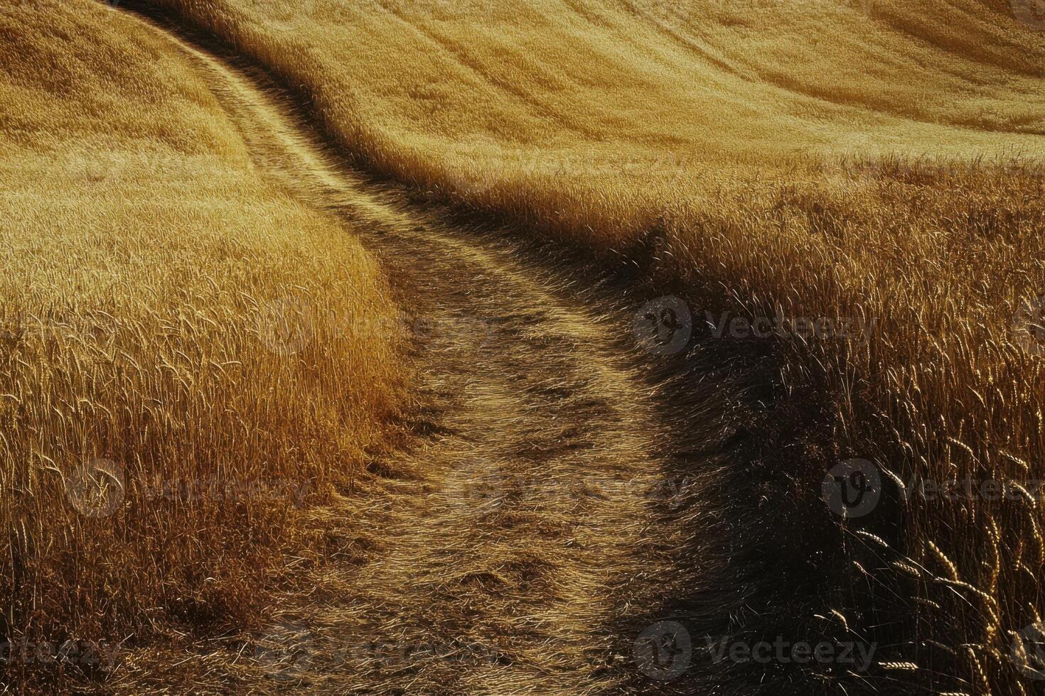 Serene winding path through golden grasslands at sunset in the countryside photo