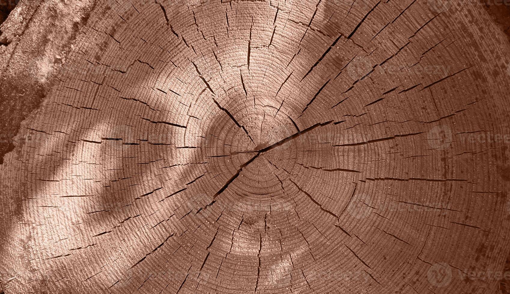 Pile of log trunks, logging timber wood industry. Firewood. Lumber wood. Wood texture. Trunk with cracks and sawed annual rings cut of surface of wooden stump. Mocha Mousse, Color of the Year 2025. photo