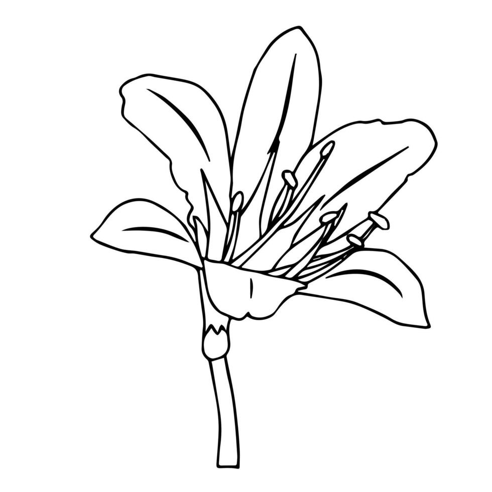 Lily flower in doodle style. illustration isolated on white background. vector