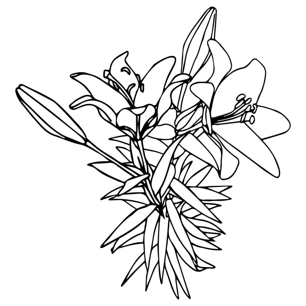 Bouquet of lilies in doodle style. Openwork illustration isolated on white background. vector