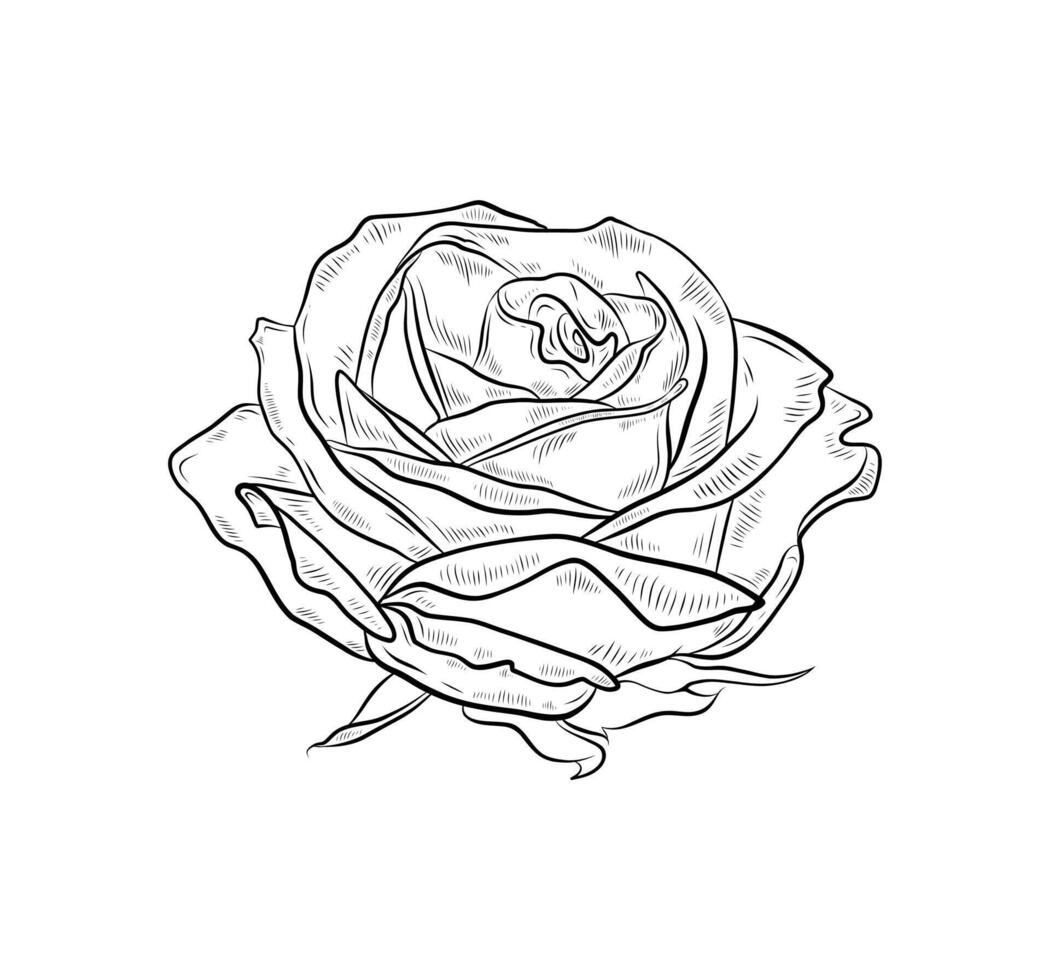 illustration of rose flower. Hand drawn graphic, black and white rosebud. Single isolated element. Realistic style. vector
