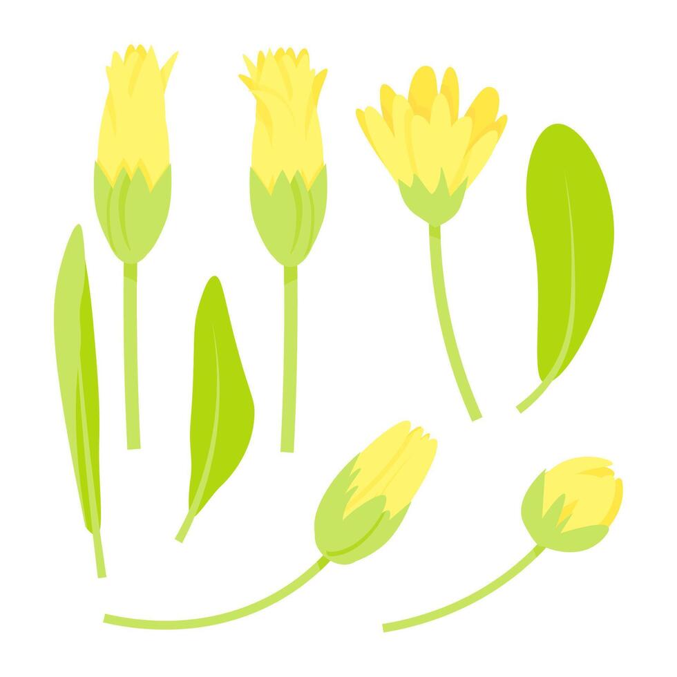 Set of different calendula flowers and leaves vector