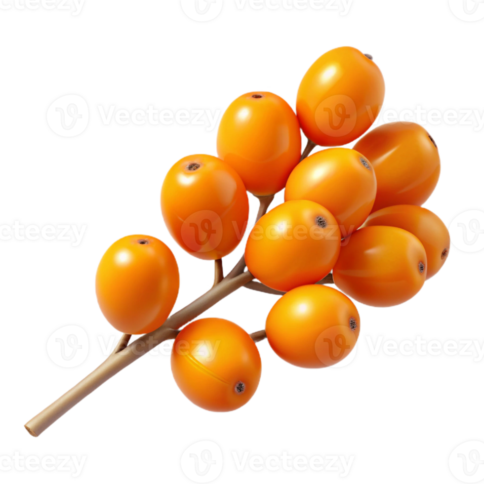 3D Illustration of Orange Berries on a Branch png