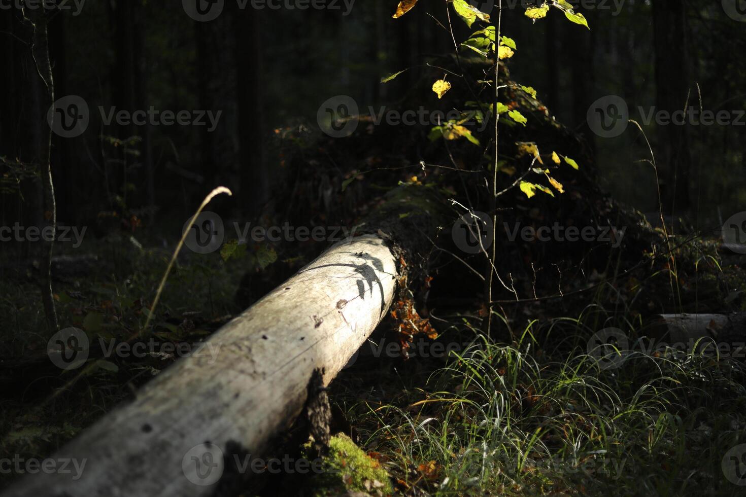 Forest thicket. Summer forest. A tree in a wilderness area. photo