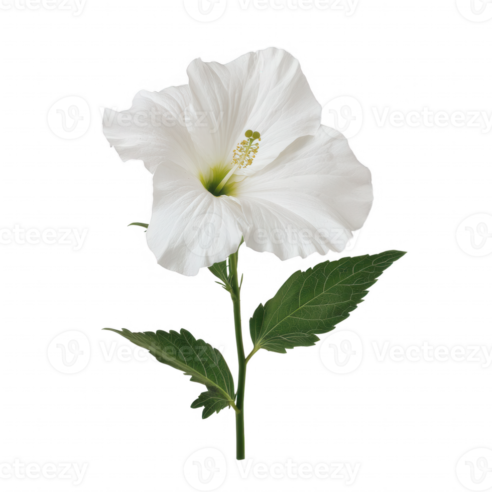 A beautiful white hibiscus flower with green leaves against a clean background. png