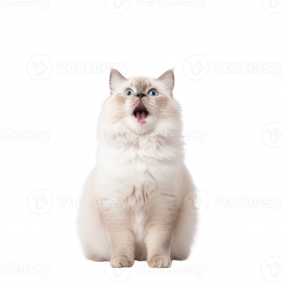 Fluffy white cat with blue eyes, showcasing a surprised expression at the camera. png
