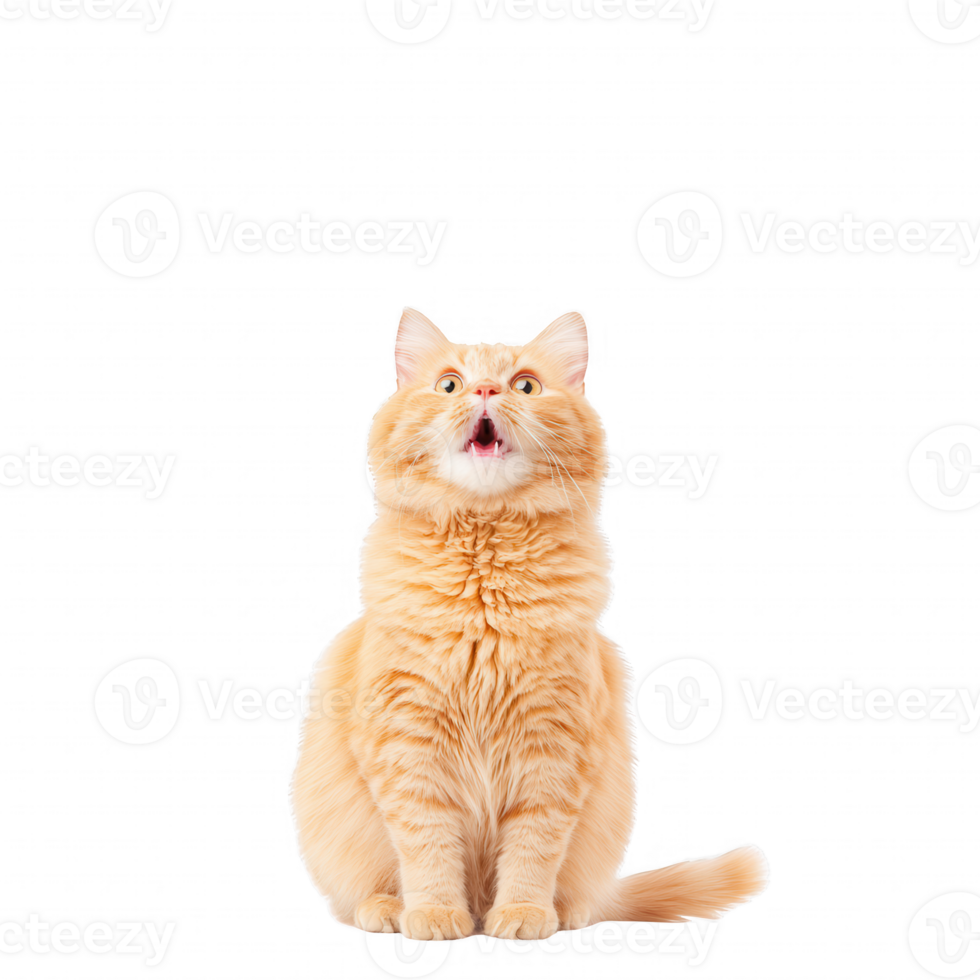 An adorable orange cat with a surprised expression sitting calmly. png